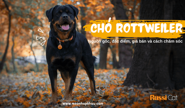 Chó Rottweiler và điều bạn nên biết