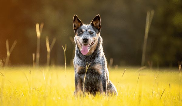 Chó chăn bò úc - Australian cattle dog