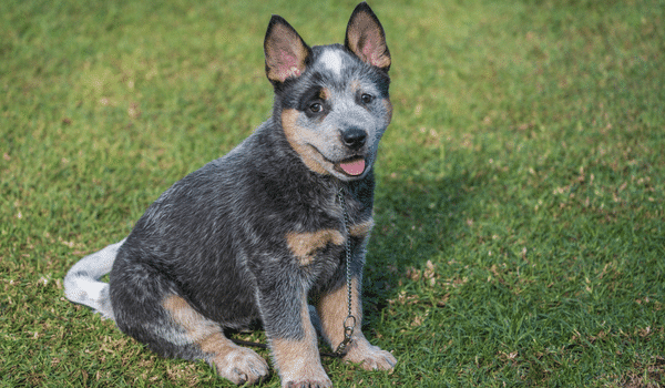 Chó chăn bò úc - Australian cattle dog