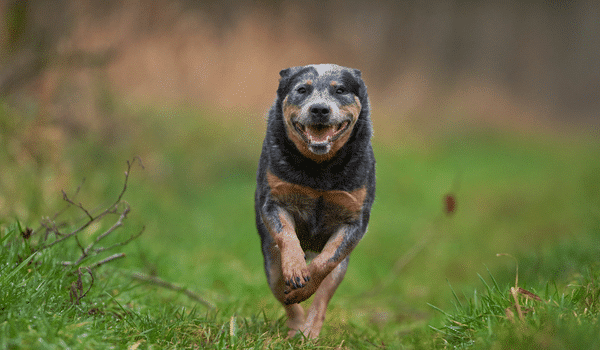 Cho chan bo uc Australian cattle dog 3