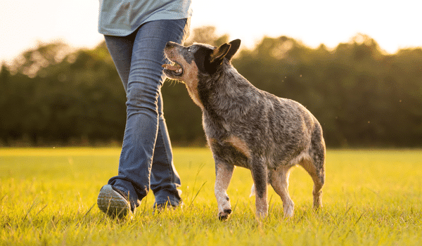 Cho chan bo uc Australian cattle dog