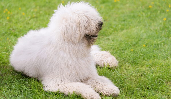 Chó giẻ lau Komondor