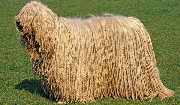 Cho gie lau Komondor 4