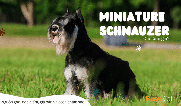 Chó ông già Miniature Schnauzer