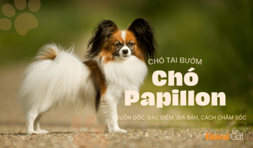 Chó Papillon - Nguồn gốc, đặc điểm, giá bán và cách chăm sóc - Mèo nhập ...