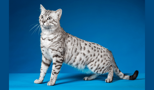 Top 8 giống mèo đẹp nhất thế giới chuẩn đẹp thuần khiết Mèo Mau Ai Cập (Egyptian Mau). giống mèo đẹp nhất thế giới