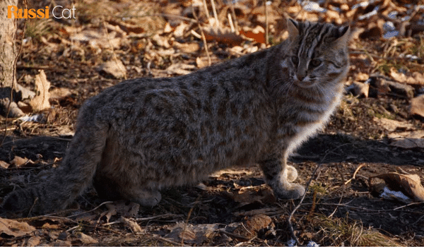 Mèo rừng Amur (Amur Forest cat)