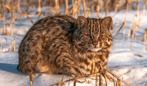 Mèo rừng Amur (Amur Forest cat)