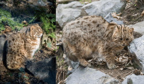 Mèo rừng Amur (Amur forest cat) – RussiCat