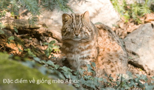 Mèo rừng Amur (Amur forest cat) – RussiCat