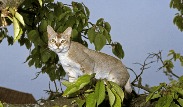 mèo singapura - giống mèo của Đảo quốc sư tử
