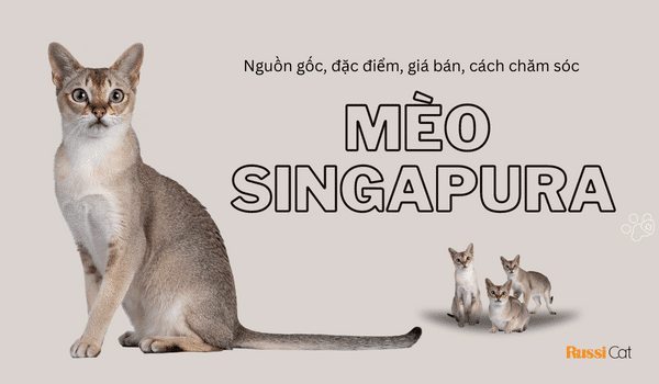 mèo singapura - giống mèo của Đảo quốc sư tử