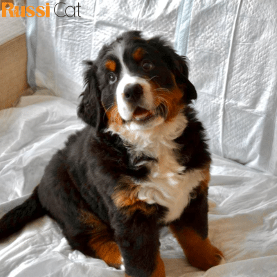 Bernese Mountain Dog