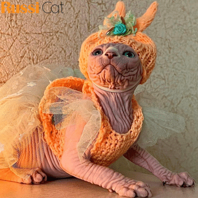 Mèo Không Lông Nhập Nga, Cái, 4 Tháng – SP21