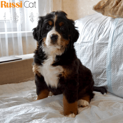 Bernese Mountain Dog