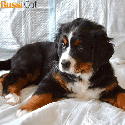Bernese Mountain Dog