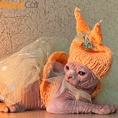 Mèo Không Lông Nhập Nga, Cái, 4 Tháng – SP21