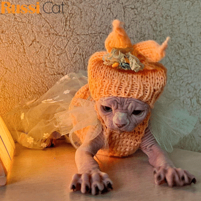 Mèo Không Lông Nhập Nga, Cái, 4 Tháng – SP21