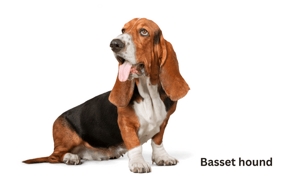 9 giống chó có ngoại hình giống beagle