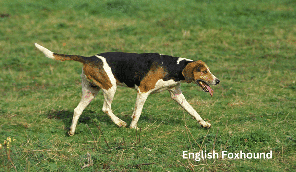 9 giống chó có ngoại hình giống beagle