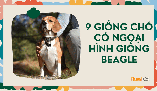 9 giống chó có ngoại hình giống beagle