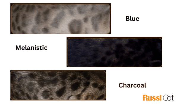 Mèo Bengal và những điều bạn chưa biết Các màu bengal ít phổ biến