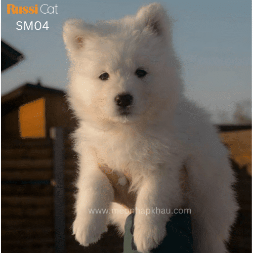 Chó Samoyed nhập Nga cái