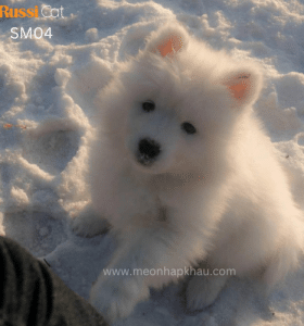 Chó Samoyed nhập Nga cái