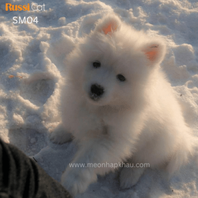 Chó Samoyed nhập Nga cái