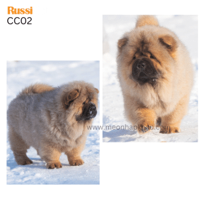 Chó chow chow cái 4 tháng