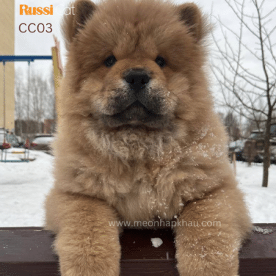 Chó chow chow đực 4 tháng