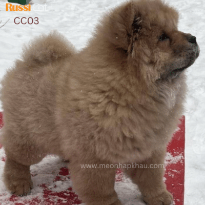 Chó chow chow đực 4 tháng