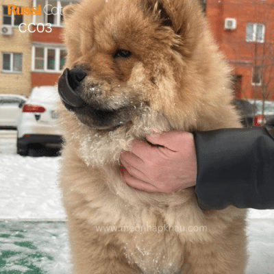 Chó chow chow đực 4 tháng
