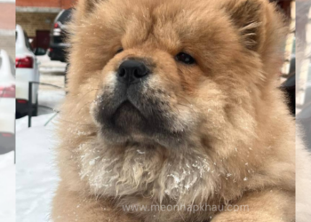 Chó Chow Chow Nhập Nga, 4 Tháng Tuổi, đực– CC03