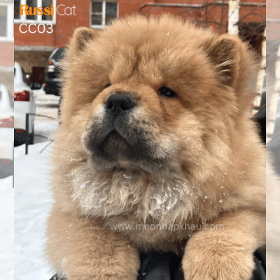 Chó chow chow đực 4 tháng