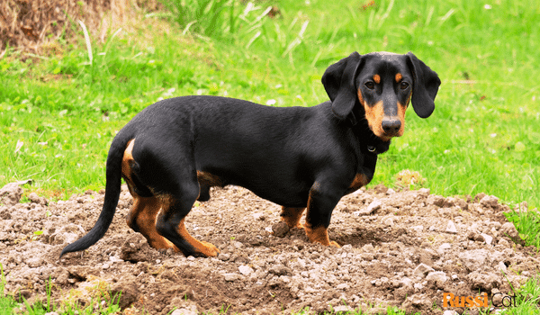 Chó lạp xưởng Dachshund