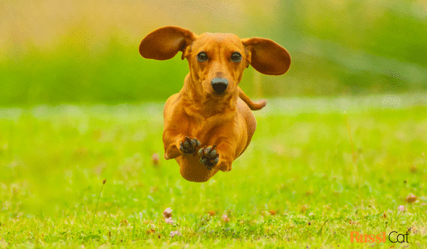 Chó lạp xưởng Dachshund