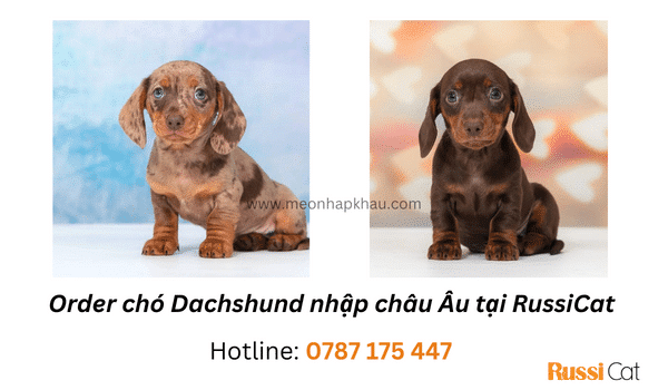 Chó lạp xưởng Dachshund nhập Nga