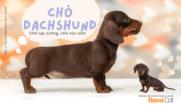 Chó lạp xưởng Dachshund