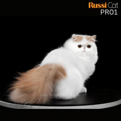 Mèo Ba Tư nhập Nga