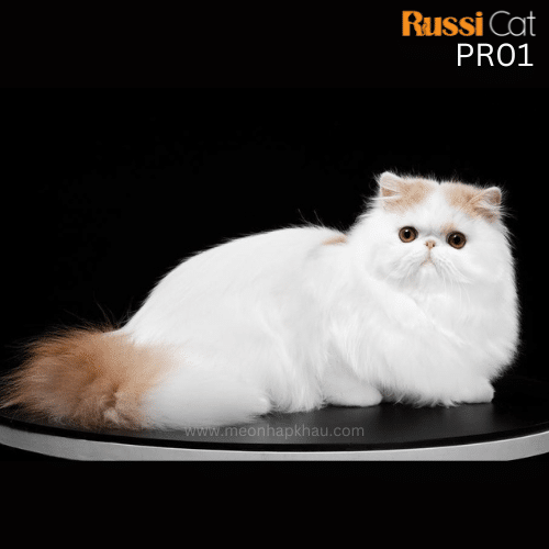 Mèo Ba Tư nhập Nga