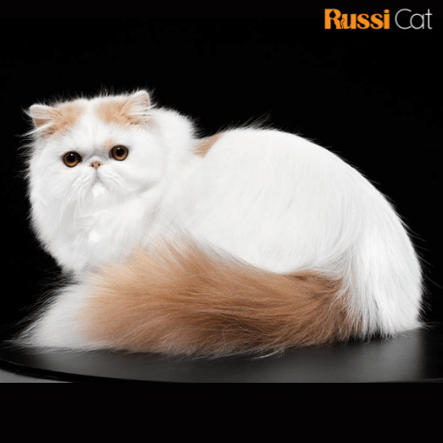 Mèo Ba Tư