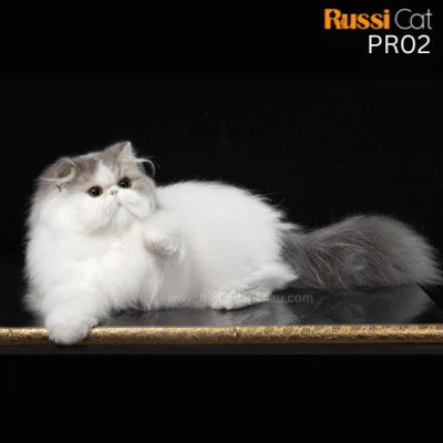 Mèo Ba Tư nhập Nga