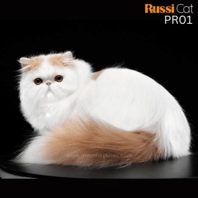 Mèo Ba Tư nhập Nga