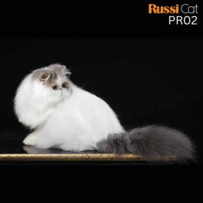 Mèo Ba Tư nhập Nga