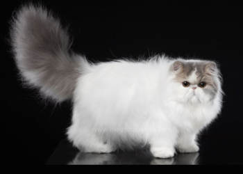 Mèo Ba Tư nhập Nga, cái, 10 tháng – PR02