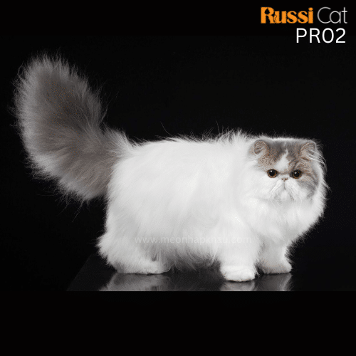 Mèo Ba Tư nhập Nga