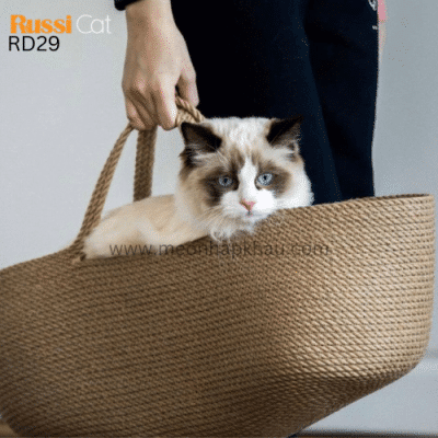 Mèo Ragdoll nhập khẩu