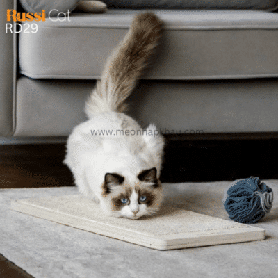 Mèo Ragdoll nhập khẩu