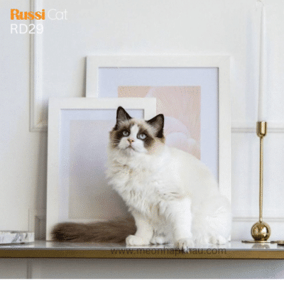 Mèo Ragdoll nhập khẩu
